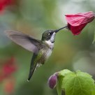Hummingbird and Abutilon